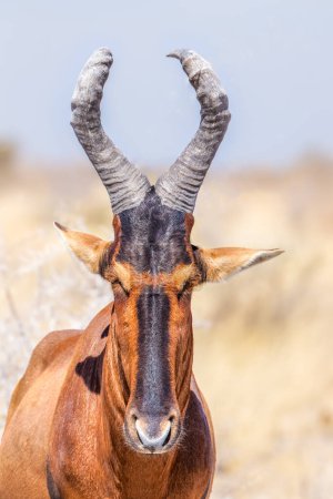 Photo for A portrait of a red hartebeest (Alcelaphus buselaphus), Etosha National Park, Namibia. - Royalty Free Image