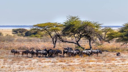 Foto de Una manada de ñus (Connochaetes taurinus) bajo una acacia que protege del sol, Onguma Game Reserve (vecino del Parque Nacional Etosha), Namibia. - Imagen libre de derechos