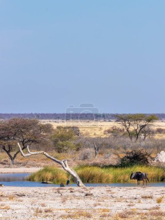 Foto de Wildebeest (Connochaetes taurinus) en un pozo de agua, Reserva de caza de Onguma (vecino del Parque Nacional Etosha), Namibia. - Imagen libre de derechos
