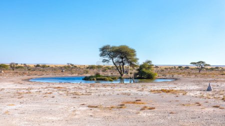 Téléchargez les photos : A waterhole, Onguma Game Reserve (voisin du parc national d'Etosha), Namibie. - en image libre de droit