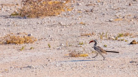 Téléchargez les photos : Puffin de Damara (Tockus damarensis) marchant sur le sol, réserve de chasse Onguma (voisin du parc national d'Etosha), Namibie. - en image libre de droit