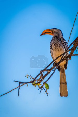 Téléchargez les photos : Calmar à bec jaune (Tockus Leucomelas) perché sur une branche dans le ciel bleu, réserve de chasse d'Onguma (voisin du parc national d'Etosha), Namibie. - en image libre de droit