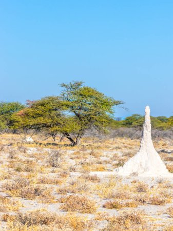 Photo for Large termite mound in typical african landscape, Onguma Game Reserve, Namibia. - Royalty Free Image