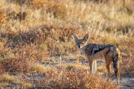 Téléchargez les photos : Chacal à dos noir (Canis mesomelas) regardant vers la caméra, réserve de chasse Onguma (voisin du parc national d'Etosha), Namibie. - en image libre de droit