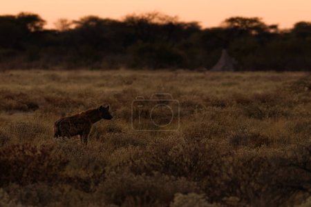 Téléchargez les photos : Hyène tachetée (Crocuta crocuta) tôt le matin, parc national d'Etosha, Namibie. - en image libre de droit