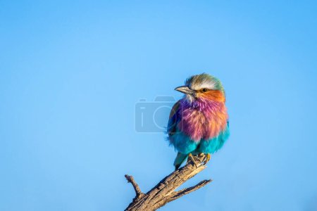 Téléchargez les photos : Rouleau à poitrine lilas (Coracias caudatus) avec un plumage coloré regardant vers la caméra, parc national d'Etosha, Namibie. - en image libre de droit