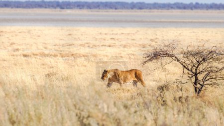 Foto de Una leona (Panthera Leo) caminando por la sabana, Parque Nacional Etosha, Namibia. - Imagen libre de derechos