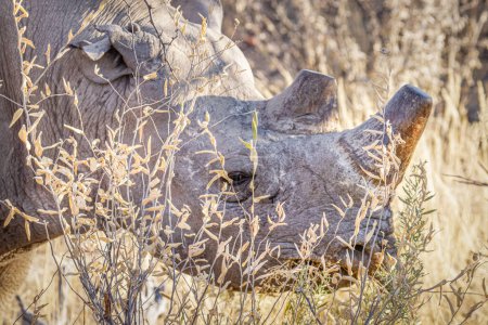 Foto de Primer plano de la cabeza de un rinoceronte negro (Diceros Bicornis), Parque Nacional Etosha, Namibia. - Imagen libre de derechos