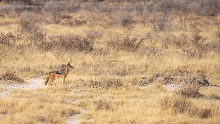 Foto de Un chacal de respaldo negro (Canis mesomelas) mirando alerta, Parque Nacional Etosha, Namibia. - Imagen libre de derechos