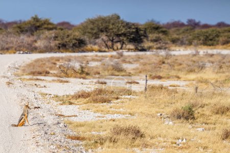 Foto de Un chacal de respaldo negro (Canis mesomelas) sentado en la carretera, Parque Nacional Etosha, Namibia. - Imagen libre de derechos