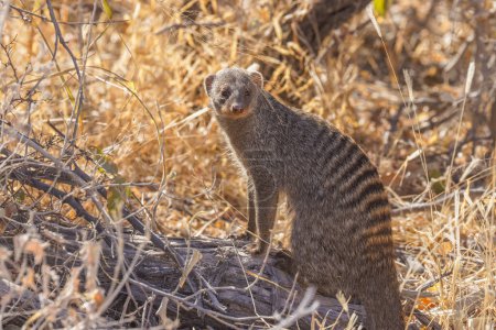 Téléchargez les photos : Portrait d'une mangouste baguée (Mungos mungo), parc national d'Etosha, Namibie. - en image libre de droit