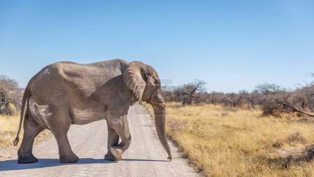 Foto de Un elefante macho (Loxodonta Africana) cruzando la carretera, Parque Nacional Etosha, Namibia. - Imagen libre de derechos