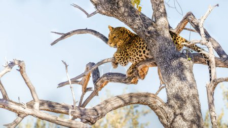 Foto de Leopardo (Panthera Pardus) en un árbol con hermosa luz solar en su cara, Parque Nacional Etosha, Namibia. - Imagen libre de derechos