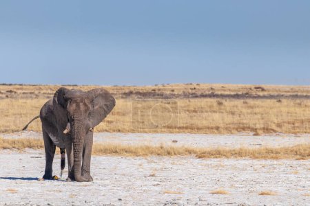Foto de Un elefante macho (Loxodonta Africana) orinando, un toro agresivo en musth, Parque Nacional Etosha, Namibia. - Imagen libre de derechos