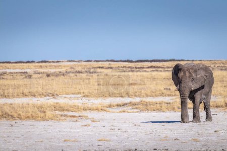 Foto de Un elefante macho (Loxodonta Africana) caminando a través de la cazuela de sal, Parque Nacional Etosha, Namibia. - Imagen libre de derechos