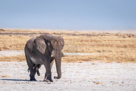 Foto de Un elefante macho (Loxodonta Africana) mostrando su dominio, un toro agresivo en musth, Parque Nacional Etosha, Namibia. - Imagen libre de derechos