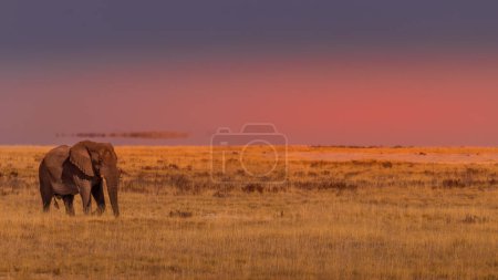 A male elephant ( Loxodonta Africana) walking through the salt pan at sunset, Etosha National Park, Namibia.