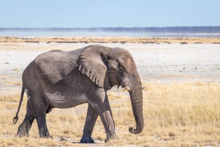 Téléchargez les photos : Un éléphant mâle (Loxodonta Africana) marchant dans la marmite salée, parc national d'Etosha, Namibie. - en image libre de droit