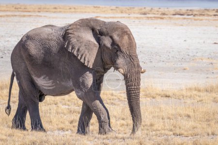 Téléchargez les photos : Un éléphant mâle (Loxodonta Africana) marchant dans la marmite salée, parc national d'Etosha, Namibie. - en image libre de droit