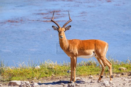 Téléchargez les photos : Portrait d'un puissant impala mâle au visage noir (Aepyceros melampus petersi) en alerte, vue de côté, réserve de chasse d'Onguma (voisin d'Etosha), Namibie. - en image libre de droit
