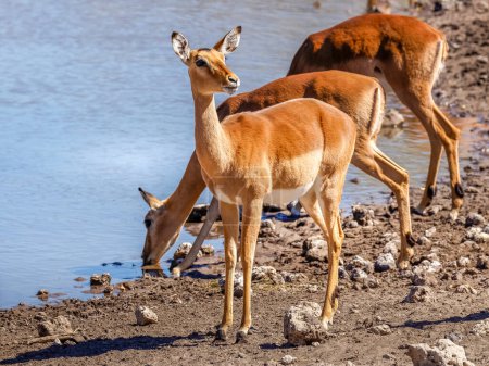 Téléchargez les photos : Un troupeau reproducteur d'impala à face noire (Aepyceros melampus petersi) femelle en alerte et buvant dans un trou d'eau, réserve de chasse d'Onguma (voisine d'Etosha), Namibie. - en image libre de droit