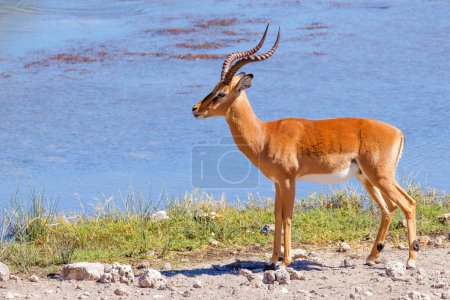 Photo for A portrait of a strong male black-faced impala (Aepyceros melampus petersi) looking alert, Onguma Game Reserve ( neighbour of Etosha), Namibia. - Royalty Free Image