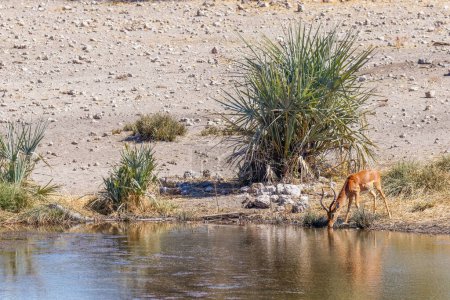 Téléchargez les photos : Impala mâle au visage noir (Aepyceros melampus petersi) buvant dans un trou d'eau, réserve de chasse d'Onguma (voisin d'Etosha), Namibie. - en image libre de droit