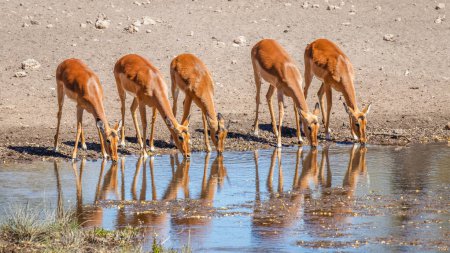 Téléchargez les photos : Un troupeau reproducteur d'impala à face noire (Aepyceros melampus petersi) femelle buvant dans un trou d'eau avec réflexion, réserve de chasse d'Onguma (voisine d'Etosha), Namibie. - en image libre de droit
