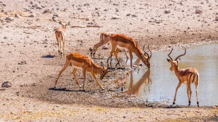 Foto de Un impala masculino territorial de cara negra (Aepyceros melampus petersi) que muestra su dominio, Onguma Game Reserve, Namibia. - Imagen libre de derechos