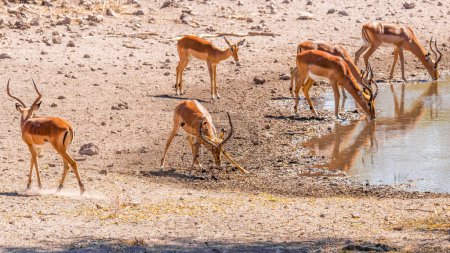 Téléchargez les photos : Impala territorial mâle au visage noir (Aepyceros melampus petersi) montrant sa domination, réserve de chasse d'Onguma, Namibie. - en image libre de droit