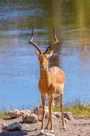 Téléchargez les photos : Portrait d'un puissant impala mâle au visage noir (Aepyceros melampus petersi) en alerte, réserve de chasse d'Onguma (voisin d'Etosha), Namibie. - en image libre de droit