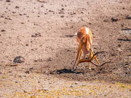 Téléchargez les photos : Impala territorial mâle au visage noir (Aepyceros melampus petersi) montrant sa domination, réserve de chasse d'Onguma, Namibie. - en image libre de droit