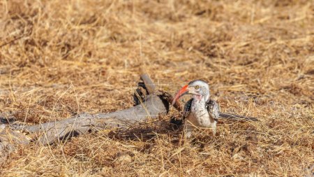 Téléchargez les photos : Puffin à bec rouge (Tockus erythrorhynchus), réserve de chasse d'Onguma (voisin du parc national d'Etosha), Namibie. - en image libre de droit