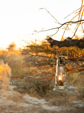 Téléchargez les photos : Lanterne suspendue à la branche d'un arbre dans un camp de safari, réserve de chasse Onguma, Namibie. - en image libre de droit