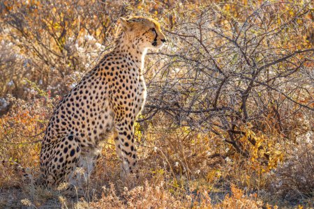 Foto de Retrato de una gueparda hembra (Acinonyx Jubatus) sentada bajo una luz espectacular, Onguma Game Reserve (Vecino del Parque Nacional de Etosha), Namibia. - Imagen libre de derechos