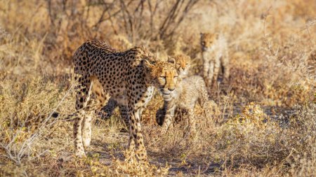 Photo for A female cheetah ( Acinonyx Jubatus) with cubs walking in spectacular light, Onguma Game Reserve ( Neighbour of Etosha National Park), Namibia. - Royalty Free Image