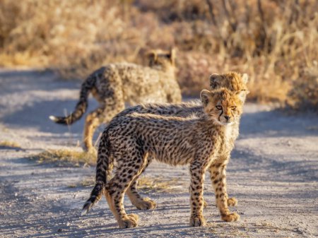 Téléchargez les photos : Louveteaux guépard (Acinonyx Jubatus) marchant dans une alerte lumineuse spectaculaire, réserve de chasse Onguma (voisin du parc national d'Etosha), Namibie. - en image libre de droit