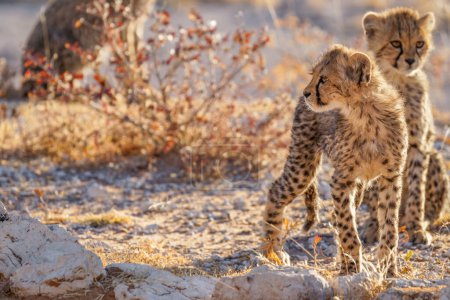 Foto de Cachorros de guepardo (Acinonyx Jubatus) jugando en espectacular alerta de aspecto ligero, Onguma Game Reserve (Vecino del Parque Nacional Etosha), Namibia. - Imagen libre de derechos