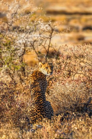 Téléchargez les photos : Un guépard femelle (Acinonyx Jubatus) à la recherche de proies dans la lumière dorée du crépuscule, réserve de chasse d'Onguma (voisin du parc national d'Etosha), Namibie. - en image libre de droit