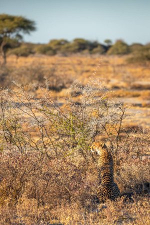 Foto de Un guepardo hembra (Acinonyx Jubatus) en busca de presas en un paisaje impresionante, Onguma Game Reserve (Vecino del Parque Nacional Etosha), Namibia. - Imagen libre de derechos