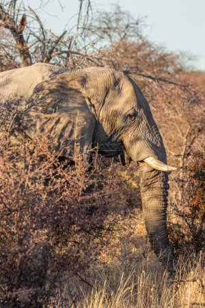 Photo for Side view of an african elephant ( Loxodonta Africana) in early morning light, Etosha National Park, Namibia. - Royalty Free Image