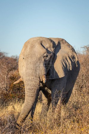 Téléchargez les photos : Éléphant d'Afrique (Loxodonta Africana) au petit matin doré de l'aube, Parc national d'Etosha, Namibie. - en image libre de droit