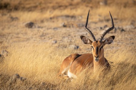 Foto de Un impala de cara negra macho (Aepyceros Melampus petersi) acostado en una hermosa luz, Parque Nacional Etosha, Namibia. - Imagen libre de derechos