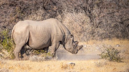 Foto de Un rinoceronte negro macho (Diceros Bicornis) marcando su territorio, Parque Nacional Etosha, Namibia. - Imagen libre de derechos
