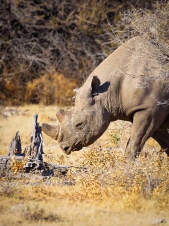 Foto de Cabeza de un rinoceronte negro macho (Diceros Bicornis), Parque Nacional Etosha, Namibia. - Imagen libre de derechos