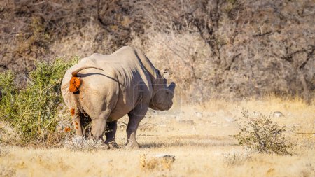 Foto de Un rinoceronte negro macho (Diceros Bicornis) defecando, Parque Nacional Etosha, Namibia. - Imagen libre de derechos