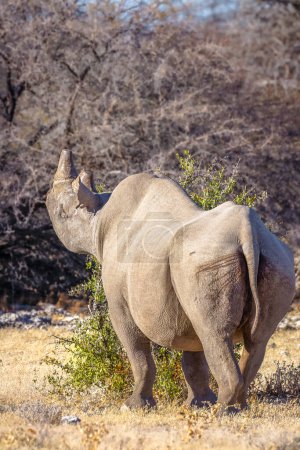 Foto de Un rinoceronte negro macho (Diceros Bicornis) comiendo de un arbusto, Parque Nacional Etosha, Namibia. - Imagen libre de derechos