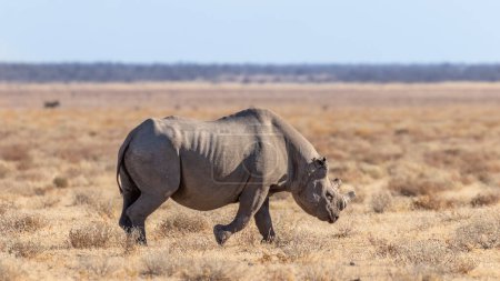 Téléchargez les photos : Un rhinocéros noir (Diceros Bicornis) mâle marchant dans la savane, parc national d'Etosha, Namibie. - en image libre de droit