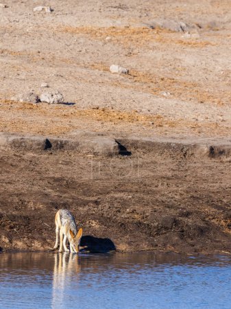 Téléchargez les photos : Chacal à dos noir (Canis mesomelas) buvant dans un trou d'eau, parc national d'Etosha, Namibie. - en image libre de droit
