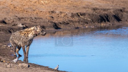 Foto de Hiena manchada (Crocuta crocuta) en un pozo de agua, herida por un alambre metálico usado por cazadores furtivos, Parque Nacional Etosha, Namibia. - Imagen libre de derechos